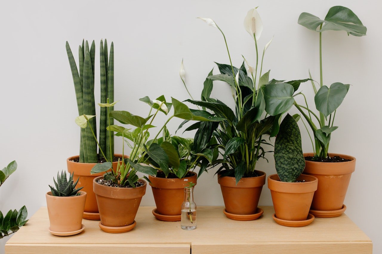 indoor plants in a pot